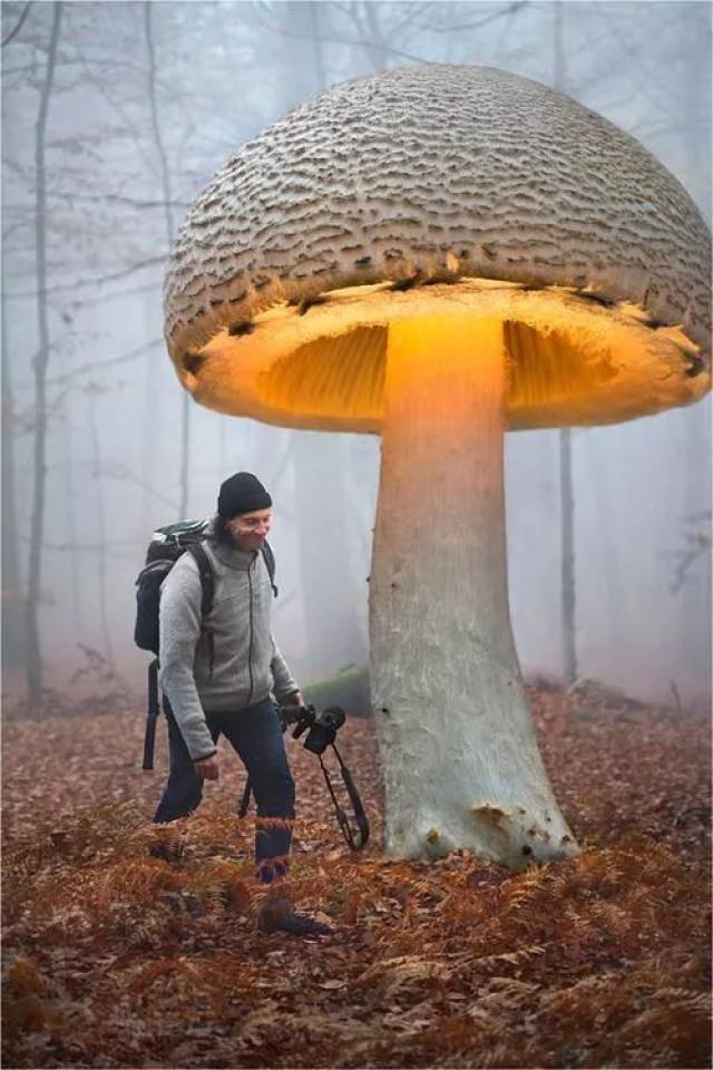 世界上最罕见的蘑菇, 送给最爱的群友们, 祝愿你们幸福安康!