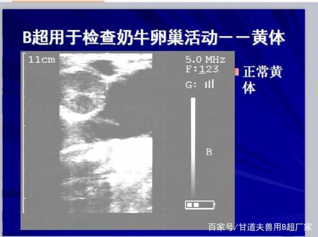 母牛黄体超声影像特征