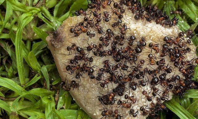 猫咪最怕的5种小动物,都是不起眼的物种,猫咪