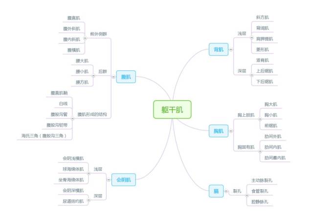 解剖思维导图——运动系统
