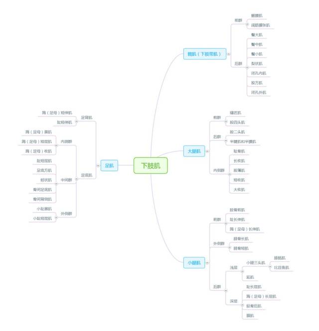 解剖思维导图——运动系统