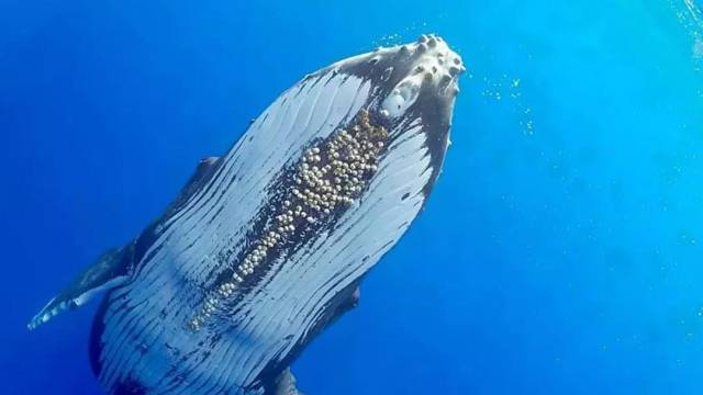 鹅颈藤壶被称为"地狱的海鲜",只因海浪越凶的地方它越肥美