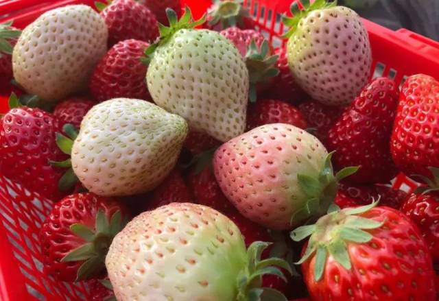 在新丰镇育丰家庭农场除了普通草莓,还推出了白草莓,红白草莓吸引了大