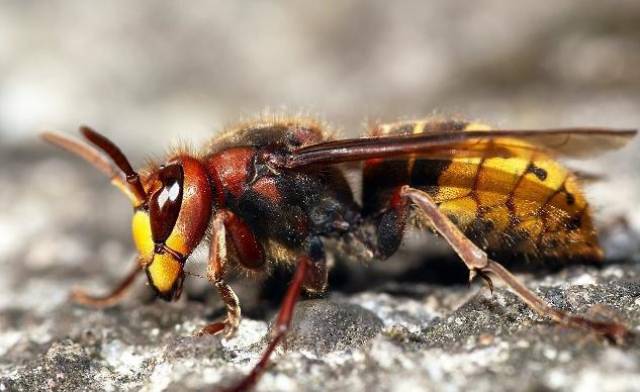 猫咪最怕的5种小动物,都是不起眼的物种,猫咪