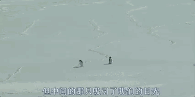 母企鹅自杀的一幕 我们都知道企鹅是群居动物 落单的下场就是必死无疑
