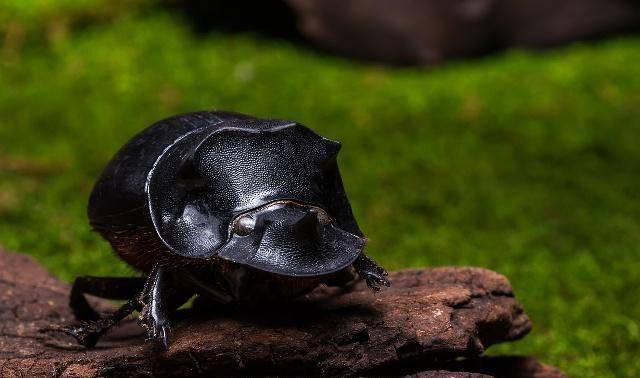 猫咪最怕的5种小动物,都是不起眼的物种,猫咪