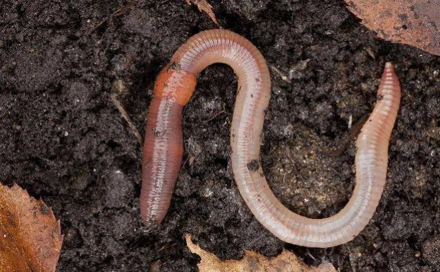 猫咪最怕的5种小动物,都是不起眼的物种,猫咪