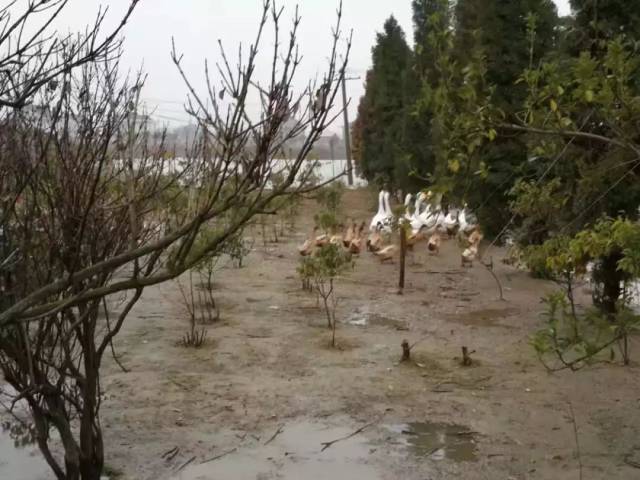 元\/斤,青鲲 8元\/斤.海安古贲这个近百亩养鱼塘遭