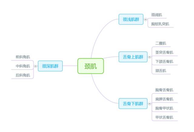 解剖思维导图——运动系统