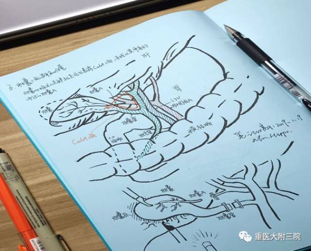 解剖手绘图走红:被医学"耽误"的画家