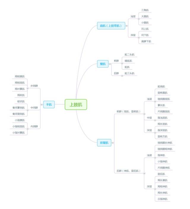 解剖思维导图——运动系统