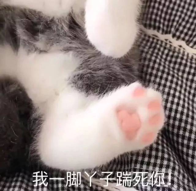 斗图表情包:美好的一天从发表情包开始!