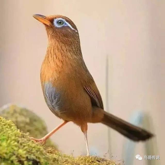 进过养鸟人的精心的饲养,使得画眉鸟身强体壮,这样的鸟才能进行打斗的
