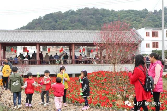 地点:从化区江埔街锦二村桃花小镇 春风吹得游人醉 桃花盛开迎客来!