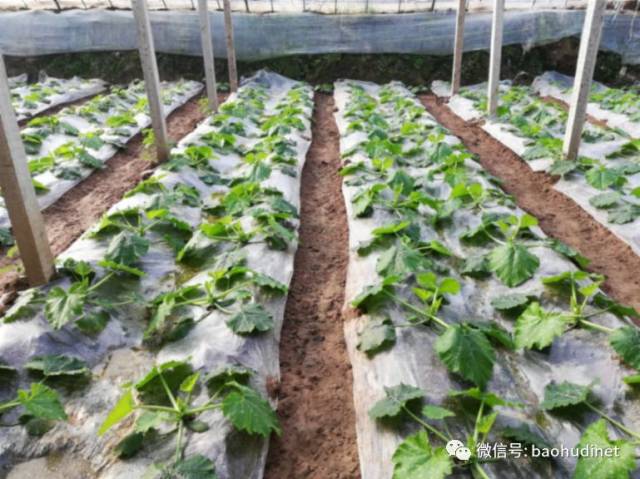 百果源大处方～～西葫芦篇