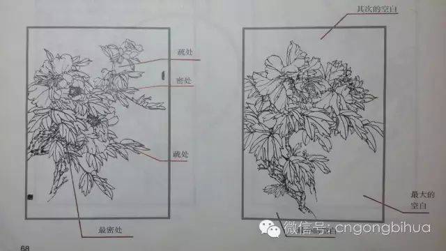 牡丹花的结构及其表现方法