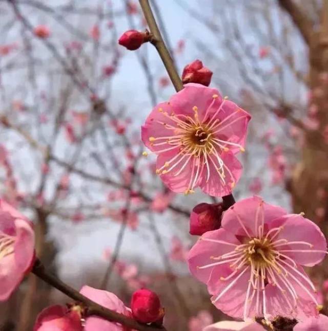 具梅之典型枝,叶,枝直上或斜出,开传统五瓣梅花,花单瓣,呈白,粉,红等