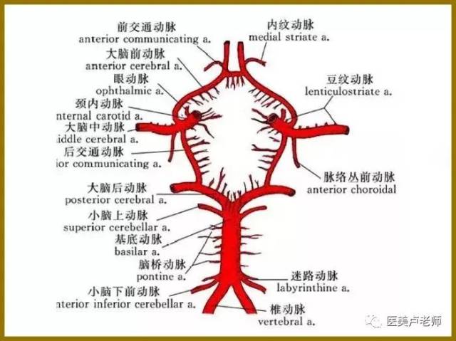 眼解剖中的眼动脉分支