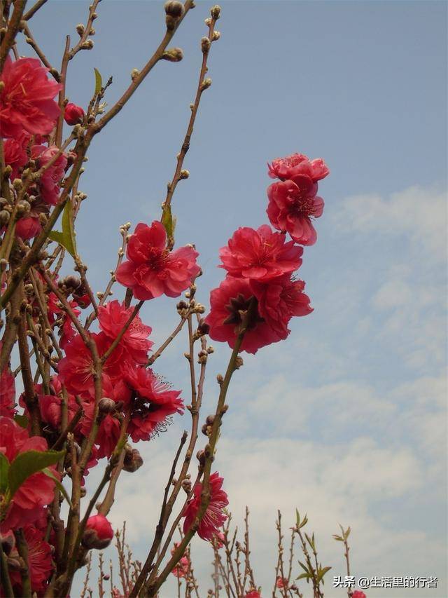 桃花篇|广州石马桃花公园,赏花拍花之佳地