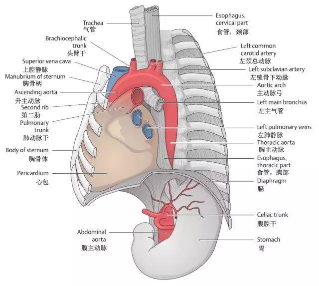 从胸骨上窝至气管隆嵴,约有9-12个气管环,进入胸腔后,气管的位置较深