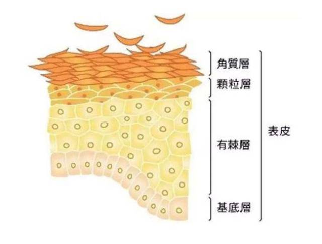 角质层