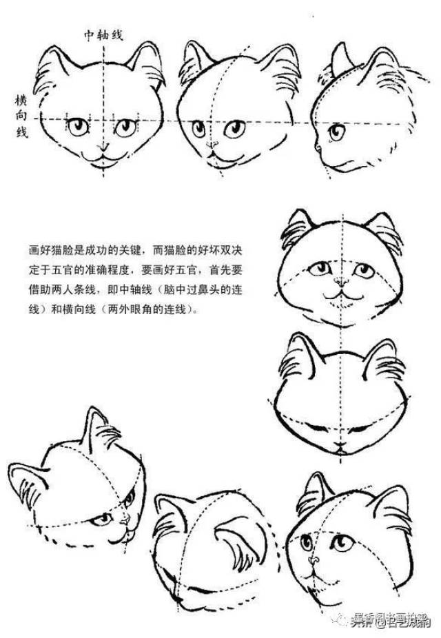 1 猫头部的画法 画猫的重点是画好头部,头画成功,整幅作品就成功了