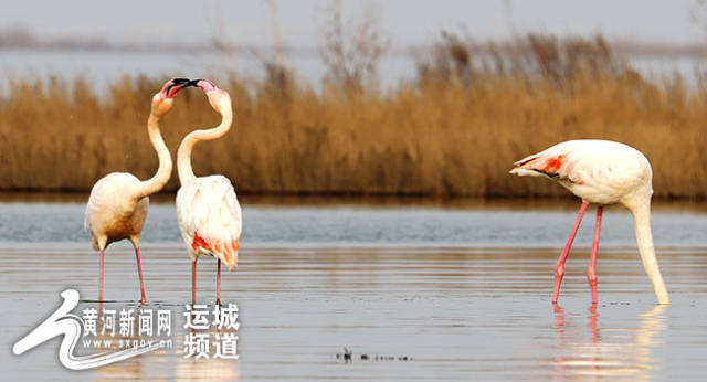 运城盐湖"鸟中贵妇"火烈鸟