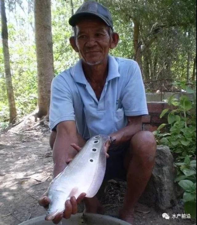 又一条新品“暴富鱼”来了?!养生鱼从豪赚到巨亏,他迅速转养了
