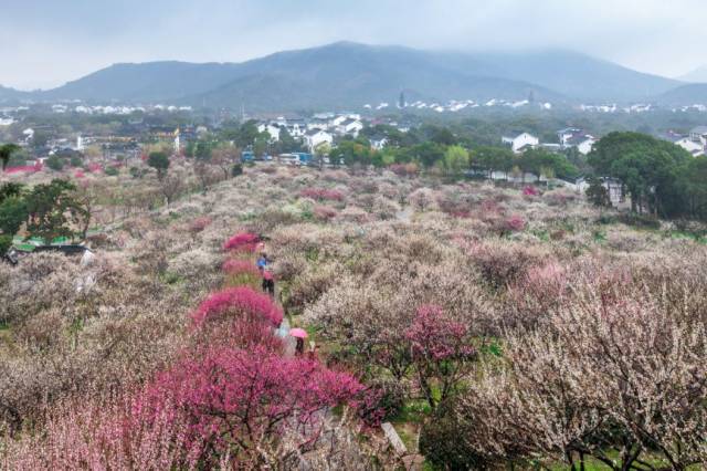 也是全国四大赏梅胜地之一,素有"香雪海梅花甲天下"之誉,康熙皇帝三次