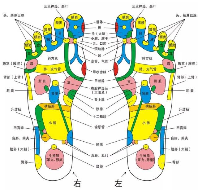 脚底穴位按摩位置图