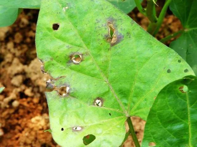 防治甘薯茎线虫病还可以采取轮作换茬的办法,重病田可改种花生,水稻等