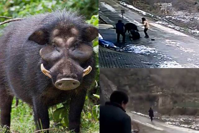 陕西省安康市紫阳县高桥镇裴坝村发生一起野猪伤人事件,看了揪心