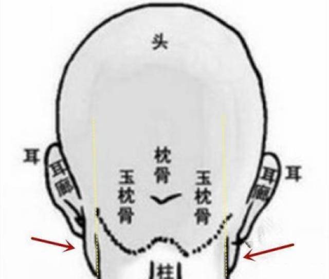 《相学精义》头骨面相注解:耳后无枕骨,智力不足,难言