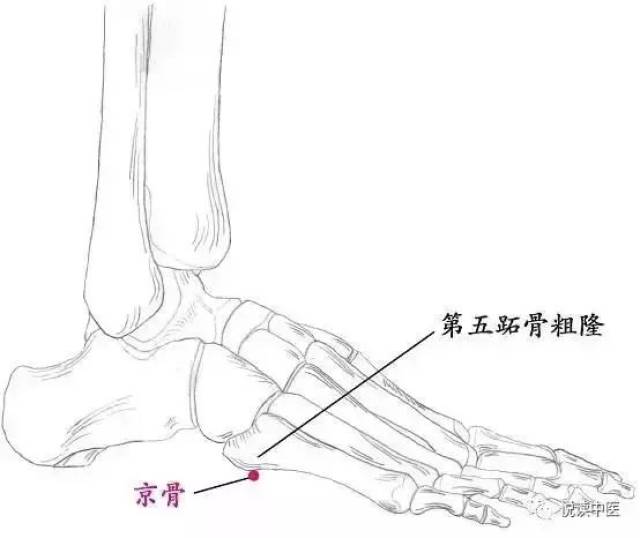 取穴方法:从第五跖骨(从束骨处)往第五跖骨粗隆循摸,至其前下缘,可