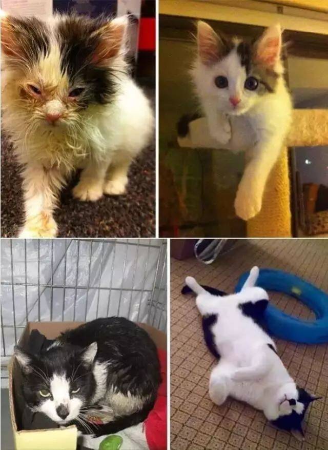 流浪猫收养前后,变化太大了!