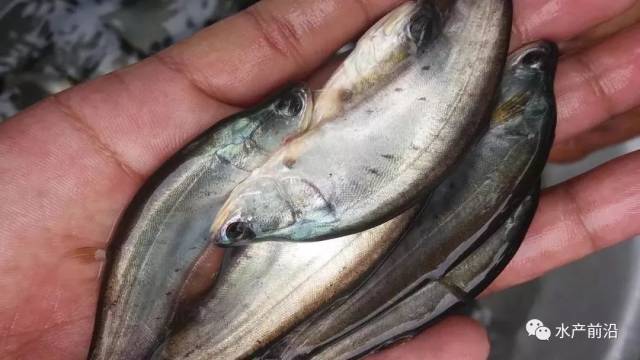 又一条新品“暴富鱼”来了?!养生鱼从豪赚到巨亏,变态传奇世界,他迅速转养了