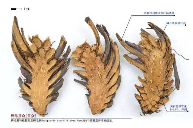 每天最少记一味中药绵马贯众