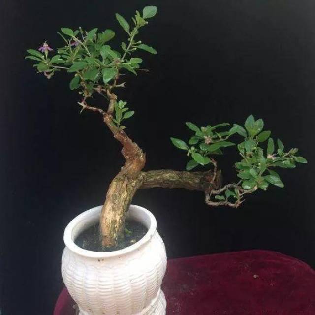 农村常见的枸杞,只需五步,教你轻松制作枸杞盆景!
