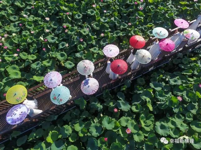 【回眸2018,展望2019】莲荷乡:砥砺前行展宏图 乘势而为铸辉煌