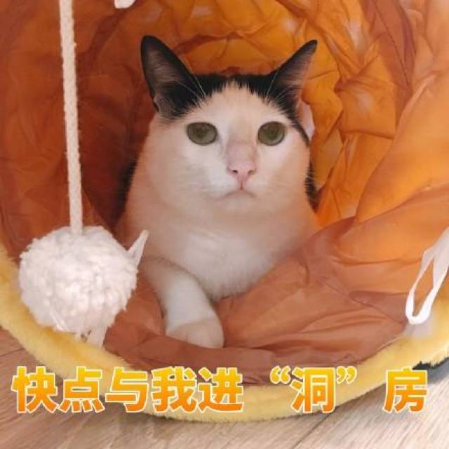 猫咪撩妹表情包你是我见过女孩子中最美又最可爱的一个