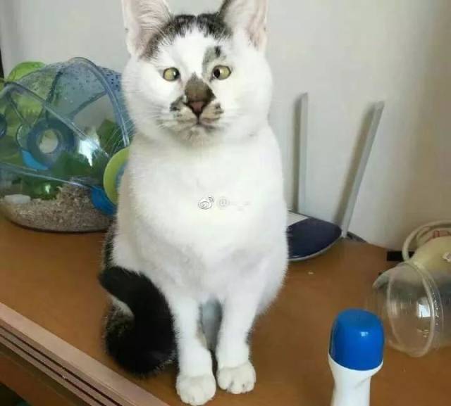 全网丑猫丑狗大赛!看完你还敢养宠物吗哈哈哈哈哈!