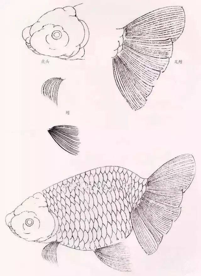 金鱼工笔画法(图文教程)