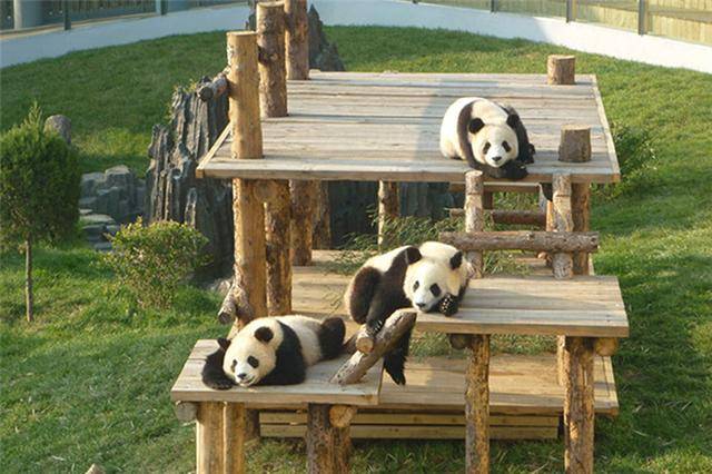 本命年的"金猪"们,一起去大连森林动物园过个快乐的本命年!