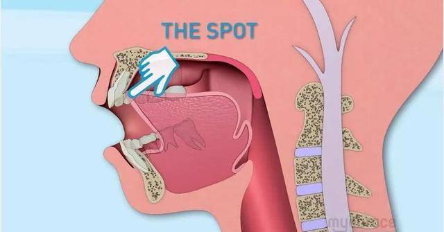 舌头正确的放置位置应该是紧贴上颚,并要触碰门牙后面的凹凸位置.