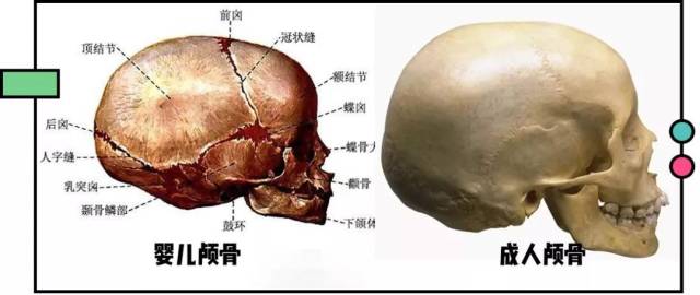 自己的钱包了 因为人只有 在婴儿时期才会有骨缝 随着年纪的增长 骨缝