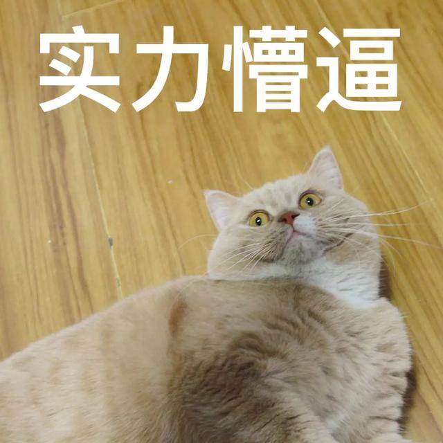 主人把英国短毛猫养成了表情包猫咪买我的时候你不是这样的
