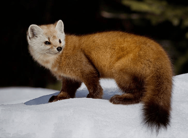 松貂(pine martin) 鼬科家族分类表