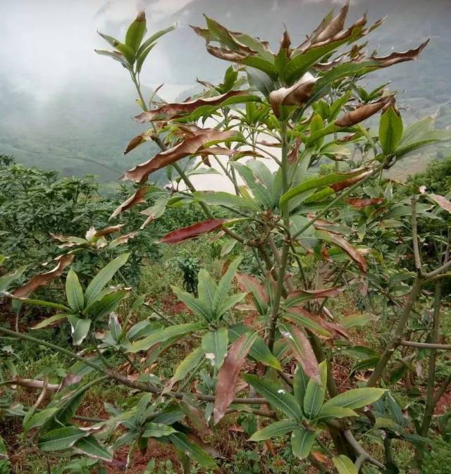 芒果突发叶焦病,该如何救治!