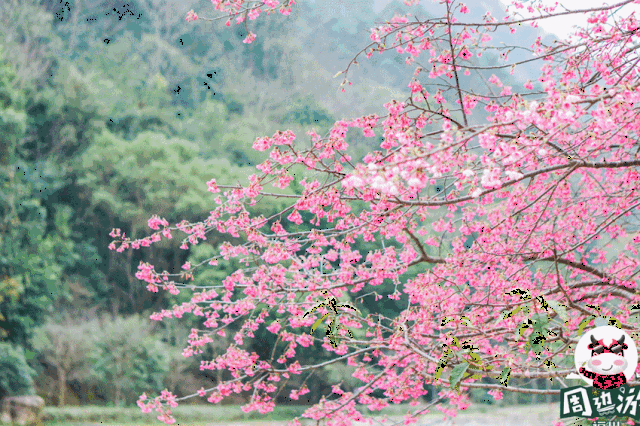 壁纸 花 桌面 640_426 gif 动态图 动图