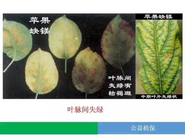 短期需钾量高的作物,在补充大量钾肥的情况下,要同时补充镁等其它元素